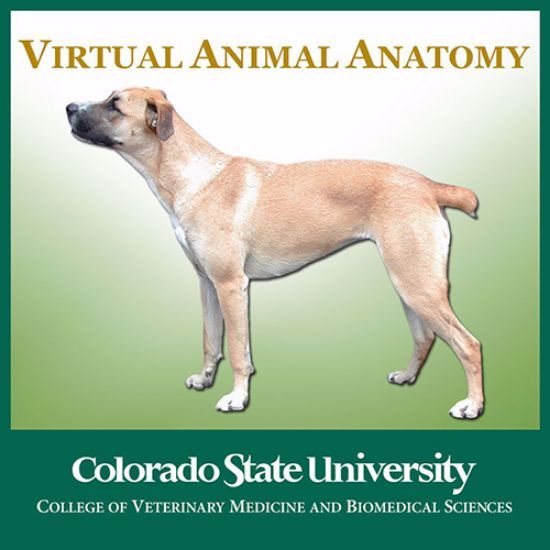 Virtual Anatomy Lab